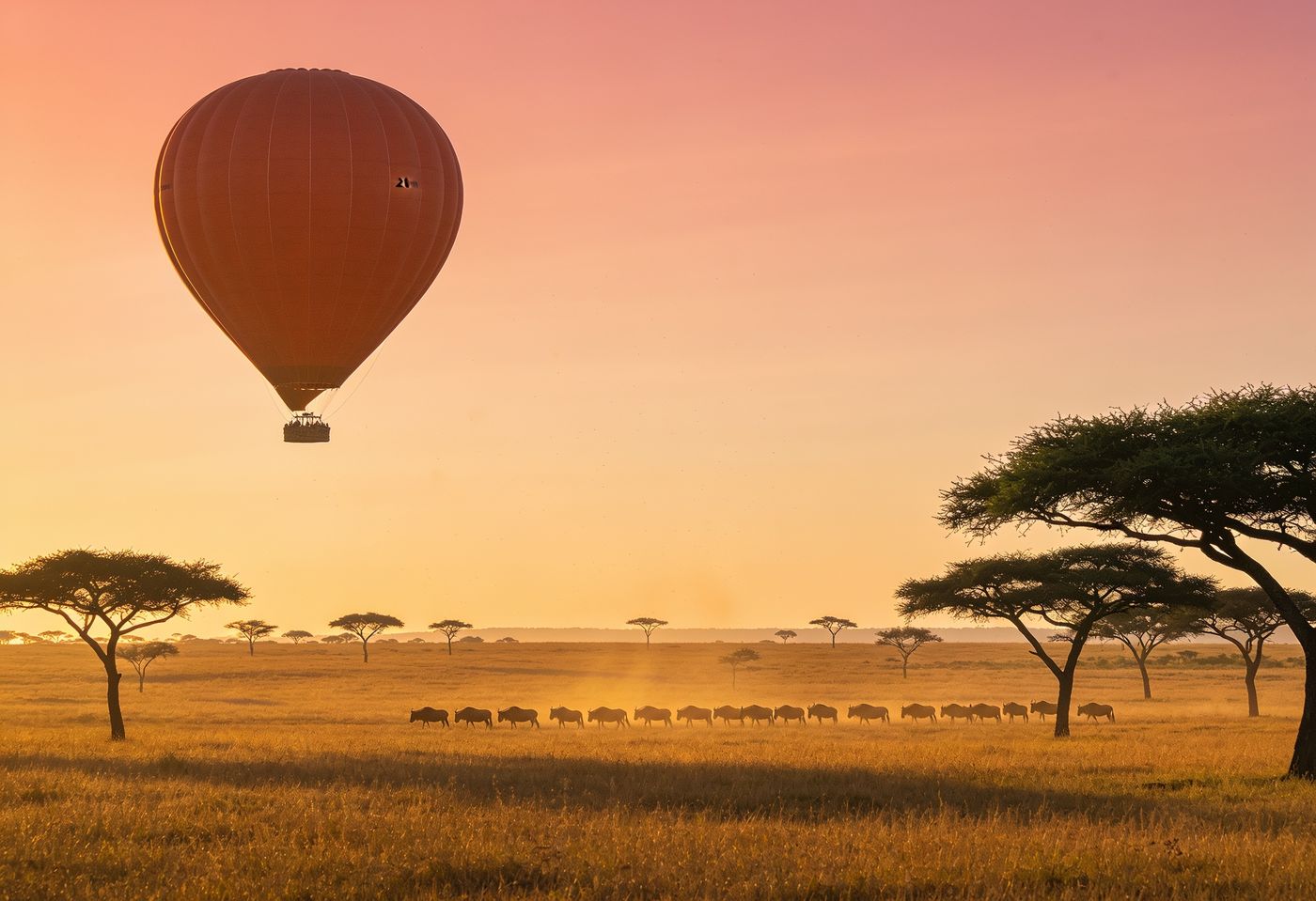 Hot air balloon over the East African savanna at sunrise with acacia trees and wildebeest
